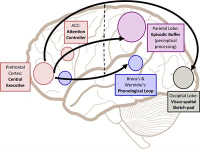 Working Memory From the Psychological and Neurosciences Perspectives: A Review